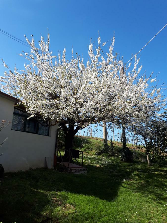 Il Ciliegio Del Pellegrino Apartment Gubbio Exterior photo